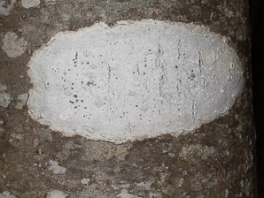 Phlyctis argena (whitewash lichen, blemished lichen)