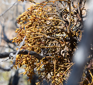 Phoradendron californicum (desert mistletoe, mesquite mistletoe)