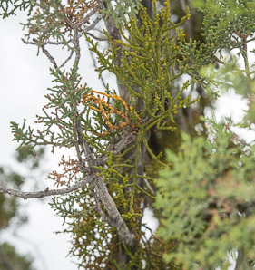 Phoradendron californicum (desert mistletoe, mesquite mistletoe)