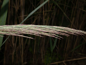 Phragmites australis (phragmites, common reed)