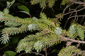 Picea mariana (black spruce)