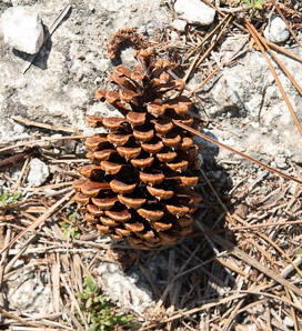 Pinus elliottii (slash pine, yellow slash pine, swamp pine)