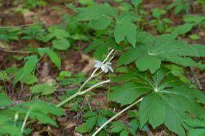 Podophyllum peltatum (mayapple, mandrake root, American mandrake, raccoon berry, wild lemon, Indian apple, duck’s foot, hog apple, umbrella plant, ground lemon)