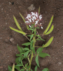 Polanisia dodecandra (large-flowered redwhisker clammyweed, sandyseed clammyweed)