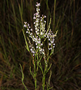 Polygonella articulata (sand jointweed, coastal jointweed)