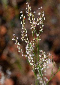 Polygonella articulata (sand jointweed, coastal jointweed)