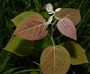 Populus tremuloides (quaking aspen, trembling aspen, American aspen, mountain aspen, golden aspen, trembling poplar, white poplar, popple)