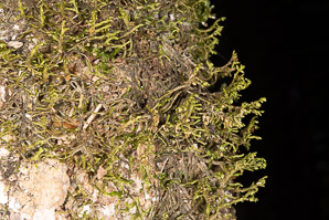 Porella navicularis (tree ruffle liverwort)