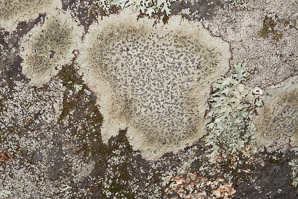 Porpidia albocaerulescens (smoky-eye boulder lichen, porpidia lichen)