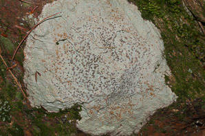 Porpidia albocaerulescens (smoky-eye boulder lichen, porpidia lichen)