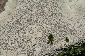Porpidia albocaerulescens (smoky-eye boulder lichen, porpidia lichen)