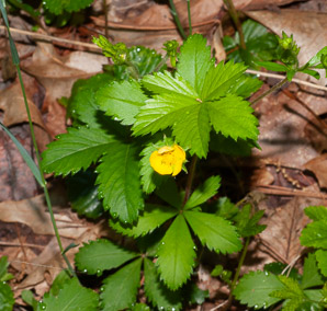 Potentilla canadensis (Canadian dwarf cinquefoil, dwarf cinquefoil)