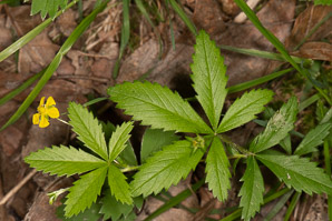 Potentilla canadensis (Canadian dwarf cinquefoil, dwarf cinquefoil)
