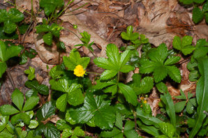 Potentilla canadensis (Canadian dwarf cinquefoil, dwarf cinquefoil)