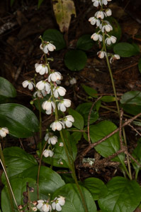 Pyrola elliptica (pyrola, shinleaf, common shinleaf, waxflower shinleaf)