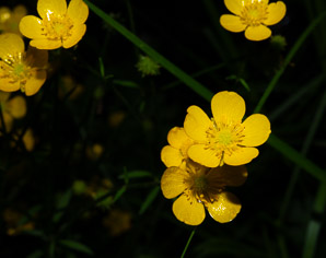 Ranunculus acris (buttercup, tall buttercup, meadow buttercup, common buttercup)