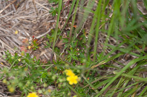 Ranunculus hispidus (swamp buttercup, bristly buttercup)