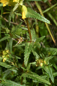 Rhinanthus minor (yellow rattle, little yellow rattle)