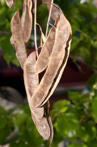 Robinia pseudoacacia (black locust)