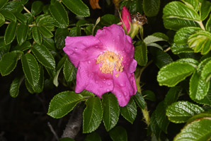 Rosa canina (dog rose)