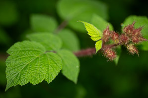 Rubus phoenicolasius (wineberry, wine raspberry, Japanese wineberry)
