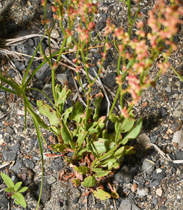 Rumex acetosella (red sorrel, sheep sorrel, sour weed, field sorrel, common sheep sorrel)