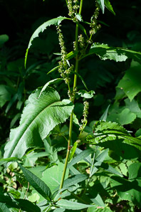 Rumex obtusifolius (bitter dock, broad-leaved dock)