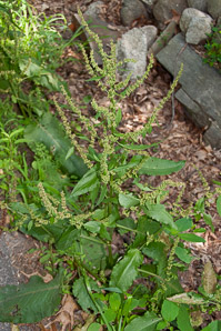 Rumex obtusifolius (bitter dock, broad-leaved dock)