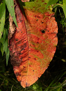 Rumex obtusifolius (bitter dock, broad-leaved dock)