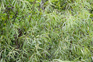 Salix caroliniana (coastal plain willow)