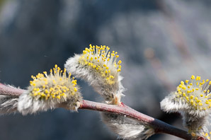 Salix discolor (pussy willow, American willow)