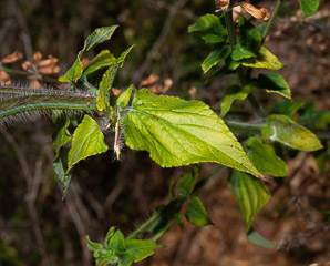 Salvia coccinea (tropical sage, blood sage)