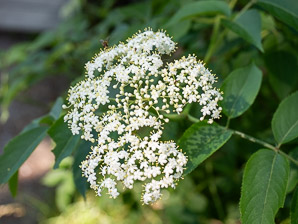 Sambucus nigra (elderberry, American elderberry, common elderberry, black elderberry, American black elderberry)