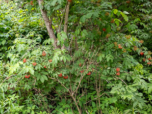 Sambucus racemosa (red elderberry, redberry elder, red-berried elder)