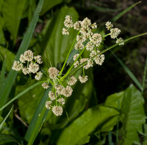 Scirpus atrovirens (green bulrush, dark-green bulrush, dark-green bullrush)