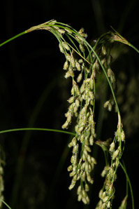 Scirpus cyperinus (brown woolly sedge, cottongrass bulrush, woolgrass, wool grass, common woolsedge)
