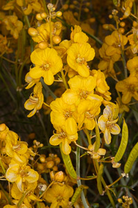 Senna armata (spiny senna, desert senna, desertsenna)