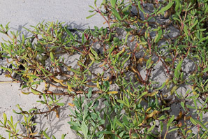 Sesuvium edmondstonei (Galápagos carpet weed, Galápagos carpetweed, sesuvium)