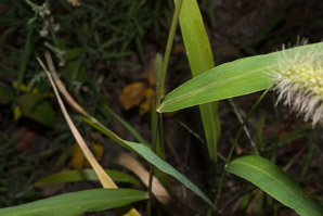 Setaria faberi (giant foxtail, Japanese bristlegrass)