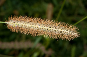 Setaria pumila (yellow foxtail, yellow bristlegrass, pigeon grass, cattail grass)