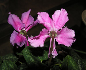 Sinningia speciosa (gloxinia, Brazilian gloxinia)