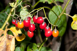 Solanum dulcamara (bittersweet, bittersweet nightshade, blue bindweed, climbing nightshade)