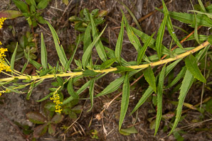 Solidago altissima (Canada goldenrod)