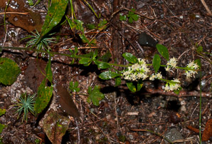 Solidago bicolor (silverrod, white goldenrod)