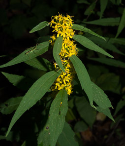 Solidago caesia (wreath goldenrod, blue-stemmed goldenrod, early goldenrod)
