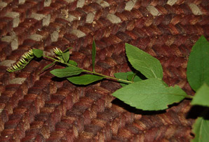 Solidago nemoralis (gray goldenrod, field goldenrod)