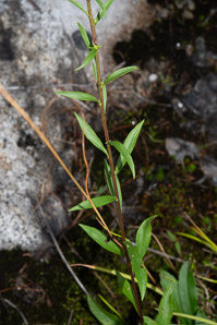 Solidago puberula (downy goldenrod)