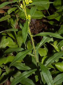 Solidago puberula (downy goldenrod)