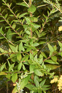 Solidago rugosa (rough-stemmed goldenrod, wrinkleleaf goldenrod)