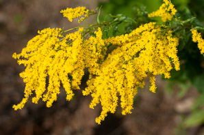 Solidago rugosa (rough-stemmed goldenrod, wrinkleleaf goldenrod)